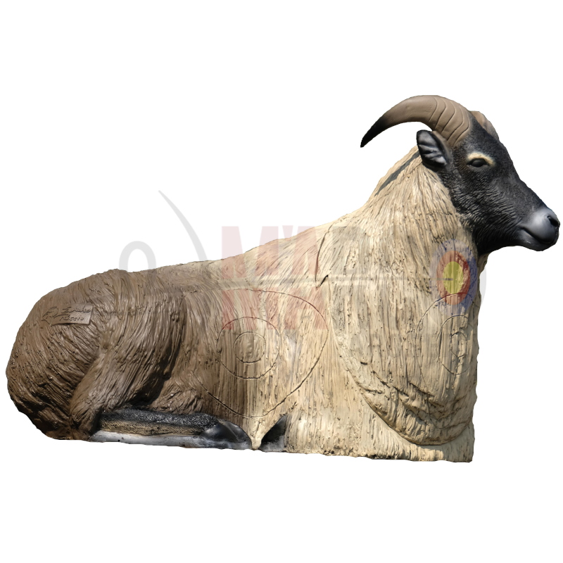 SRT SAGOMA TAHR DELL'HIMALAYA SDRAIATO